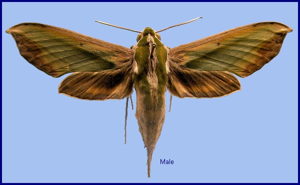 Male Pergesa acteus. Photo: &copy; NHMUK