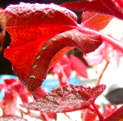 Full-grown red form larva of Pergesa acteus on Begonia, Singapore. Photo: &copy; Leong Tzi Ming.