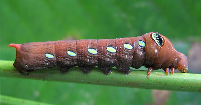 Nearly full-grown brown form larva of Pergesa acteus, Singapore. Photo: &copy; Teo Nam Siang.