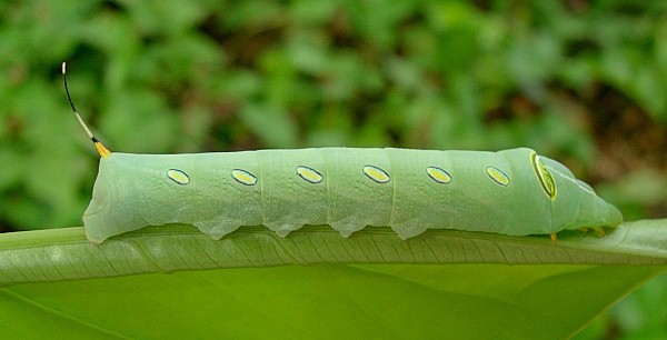 Fourth-instar green form larva of Pergesa acteus on Syngonium, Bangkok, Thailand. Photo: &copy; Tony Pittaway.