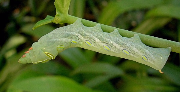 Full-grown green form larva of Pergesa acteus on Syngonium, Bangkok, Thailand. Photo: &copy; Tony Pittaway.