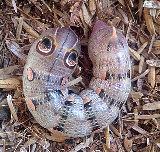 Full-grown pre-pupation larva of Pergesa acteus, Bang Bua Thong, Nonthaburi, Thailand, 25.i.2015. Photo: &copy; Danny Kruger.