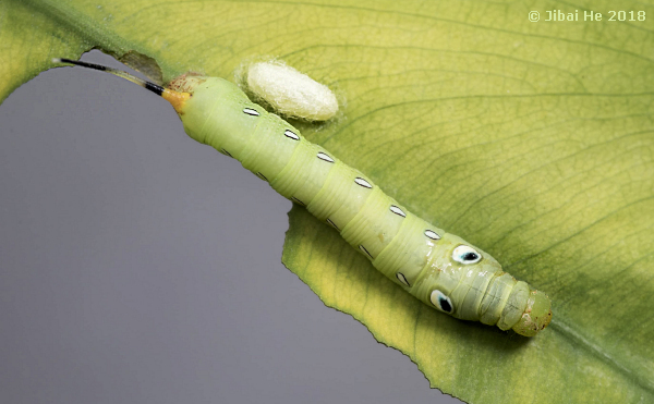 Green form larva of Pergesa acteus with parasite cocoon, Wuhan, Hubei, China, 2018. Photo: &copy; He JiBai, 2018.