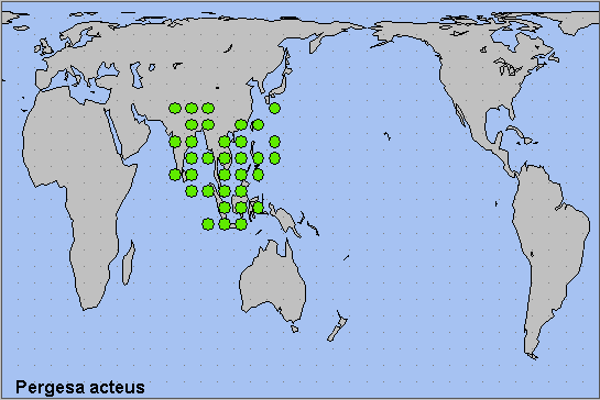 Global distribution of Pergesa acteus. Map: &copy; NHMUK.