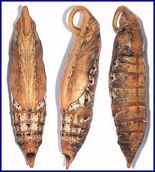 Pupa of Pergesa acteus, Hong Kong, China. Photo: &copy; Roger Kendrick