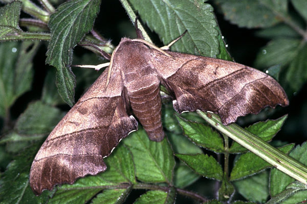 Male Polyptychus chinensis, Taiwan. Photo: &copy; Felix Lin.