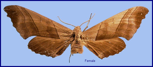 Female Polyptychus chinensis. Photo: &copy; NHMUK
