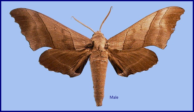Male Polyptychus chinensis. Photo: &copy; NHMUK