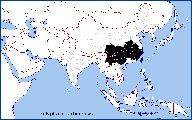 Global distribution of Polyptychus chinensis. Map: &copy; Tony Pittaway.