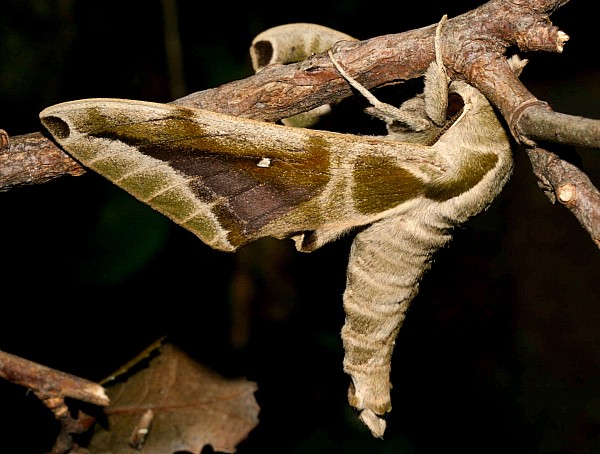 Adult Parum colligata in normal resting posture, Jiucai Ling, Guizhou, China. Photo: &copy; Viktor Sinjaev.