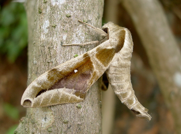 Adult Parum colligata in normal resting posture, Mai Chau, Hoa Binh Province, Vietnam, 01.v.2011. Photo: &copy; Tony Pittaway.