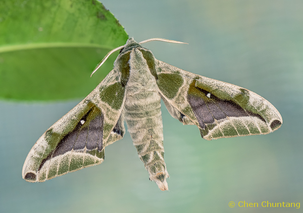 Adult Parum colligata in alert posture, Kuocang Mountain Nature Reserve, Zhejiang, China, 21.v.2015. Photo: &copy; Chen Chuntang.