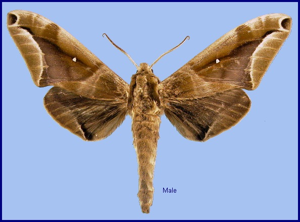Male Parum colligata. Photo: &copy; NHMUK