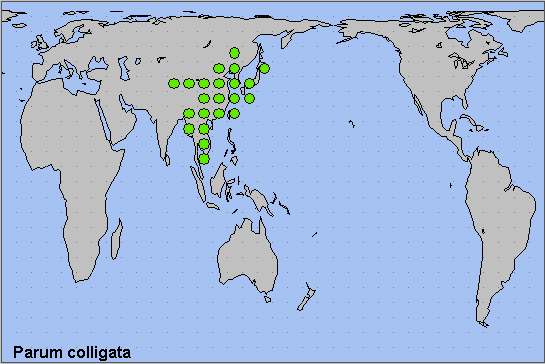 Global distribution of Parum colligata. Map: &copy; NHMUK.