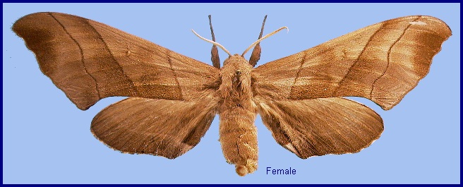 Female Polyptychus trilineatus. Photo: &copy; NHMUK