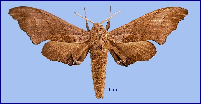 Male Polyptychus trilineatus. Photo: &copy; NHMUK
