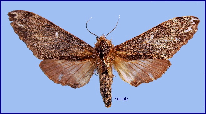 Female Pentateucha curiosa. Photo: &copy; NHMUK