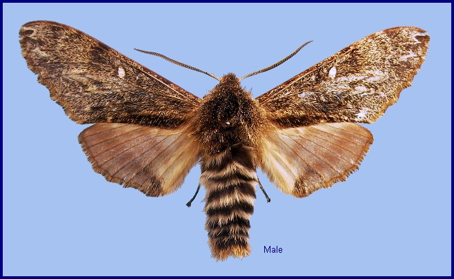 Male Pentateucha curiosa. Photo: &copy; NHMUK