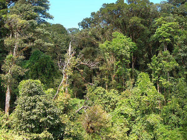 Typical habitat of Pentateucha curiosa, Doi Inthanon, Thailand, 2500m. Photo: &copy; Tony Pittaway