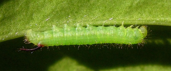 First instar larva of Pentateucha curiosa, Doi Inthanon, Thailand. Photo: &copy; Tony Pittaway