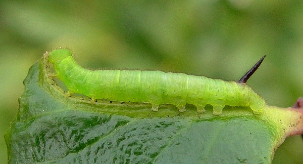 Second instar larva of Pentateucha curiosa, Doi Inthanon, Thailand. Photo: &copy; Tony Pittaway