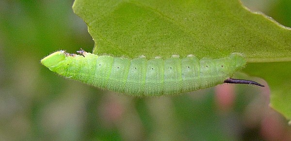 Third instar larva of Pentateucha curiosa, Doi Inthanon, Thailand. Photo: &copy; Tony Pittaway
