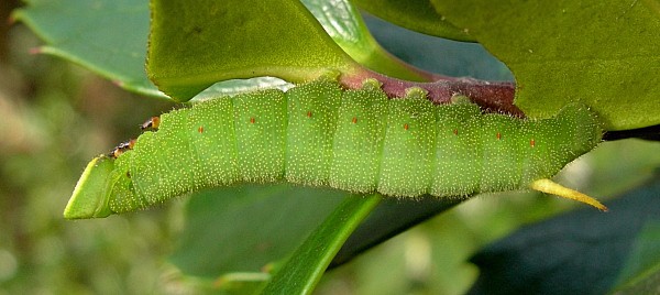 Fourth instar larva of Pentateucha curiosa, Doi Inthanon, Thailand. Photo: &copy; Tony Pittaway