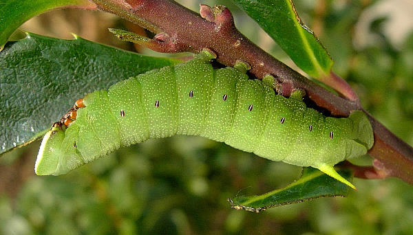 Half-grown fifth instar larva of Pentateucha curiosa (in sun), Doi Inthanon, Thailand. Photo: &copy; Tony Pittaway