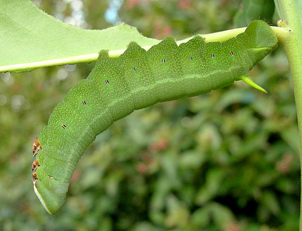 Fifth instar larva of Pentateucha curiosa (in shade), Doi Inthanon, Thailand. Photo: &copy; Tony Pittaway