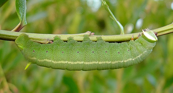 Full-grown fifth instar larva of Pentateucha curiosa (in shade), Doi Inthanon, Thailand. Photo: &copy; Tony Pittaway