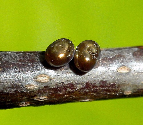 Eggs of Pentateucha curiosa, Doi Inthanon, Thailand. Photo: &copy; Tony Pittaway