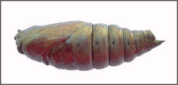 Pupa of Pentateucha curiosa (lateral view), Doi Inthanon, Thailand. Photo: &copy; Tony Pittaway