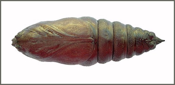 Pupa of Pentateucha curiosa (ventral view), Doi Inthanon, Thailand. Photo: &copy; Tony Pittaway