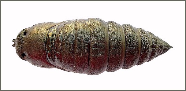 Pupa of Pentateucha curiosa (dorsal view), Doi Inthanon, Thailand. Photo: &copy; Tony Pittaway