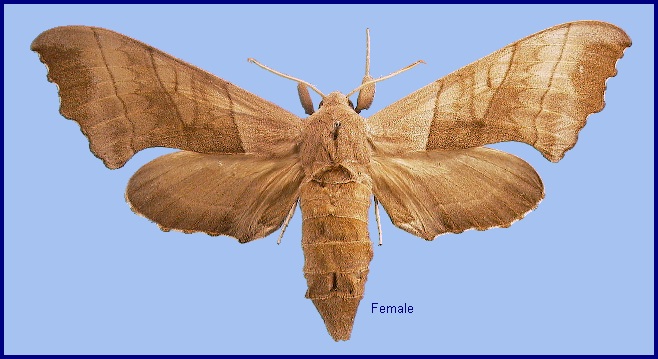 Female Polyptychus dentatus. Photo: &copy; NHMUK