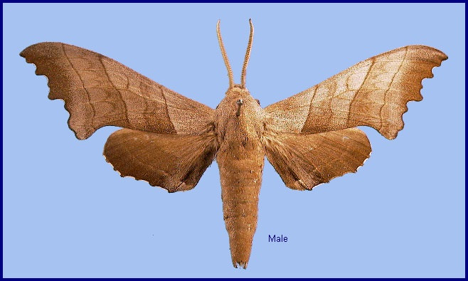 Male Polyptychus dentatus. Photo: &copy; NHMUK