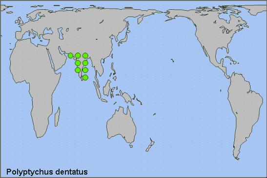 Global distribution of Polyptychus dentatus. Map: &copy; NHMUK.