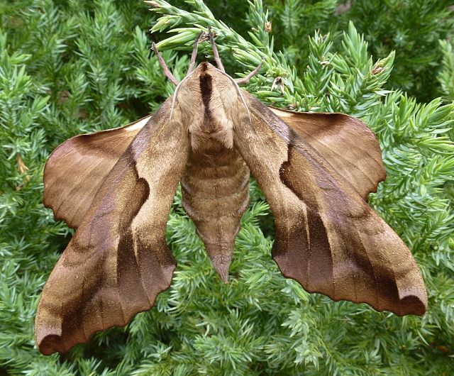 Female Phyllosphingia dissimilis dissimilis, China. Photo: &copy; Tony Pittaway.