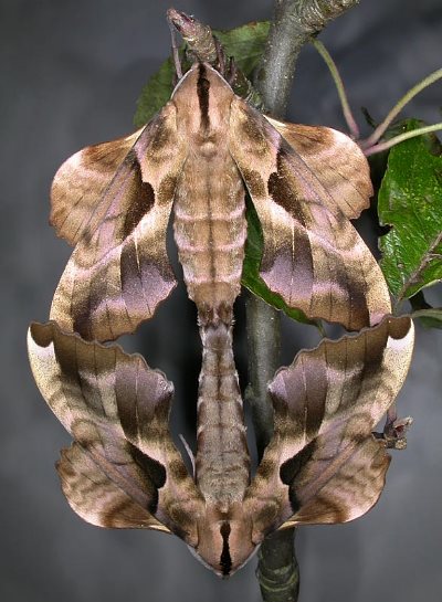 Pairing Phyllosphingia dissimilis dissimilis, China. Photo: &copy; Mark Boddington.