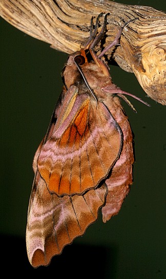 Male Phyllosphingia dissimilis dissimilis (underside), Jiucai Ling, Guizhou, China. Photo: &copy; Viktor Sinjaev.