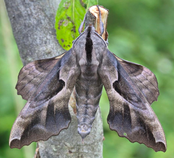 Male Phyllosphingia dissimilis dissimilis, Andreevka, Khasan District, Primorskiy Krai, Russian Far East, 3.07.2014. Photo: &copy; Evgenij Komarov.