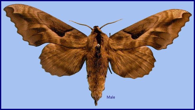 Male Phyllosphingia dissimilis dissimilis. Photo: &copy; NHMUK