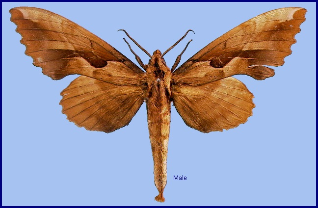 Male Phyllosphingia dissimilis dissimilis. Photo: &copy; NHMUK