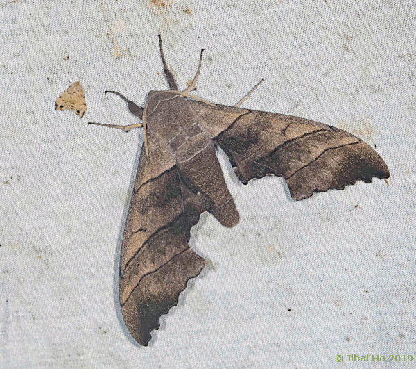 Male Polyptychus chinensis, Emei Shan, Sichuan, China, 12.vii.2018, 960m. Photo: &copy; He JiBai.