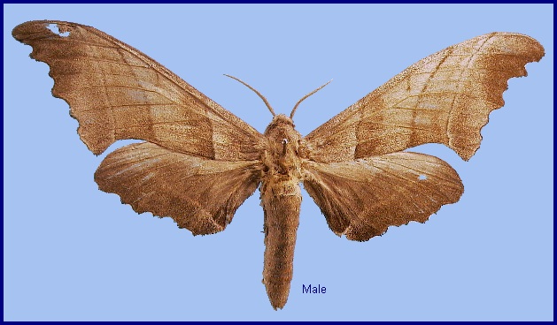Male Polyptychus chinensis. Photo: &copy; NHMUK