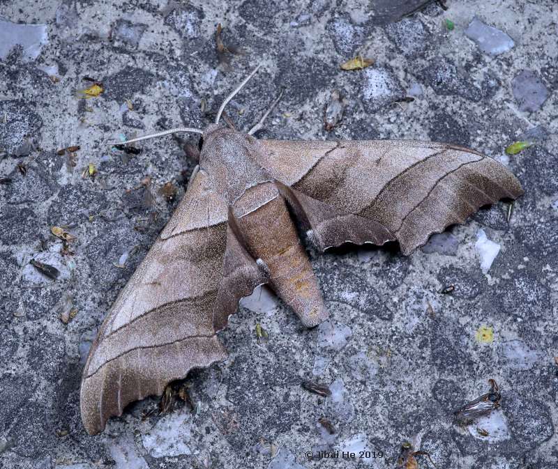 Male Polyptychus chinensis, Jiugongshan National Reserve, Xian'ning, Hubei Province, China, 540m, 10.vi.2019. Photo: &copy; He JiBai, 2019.