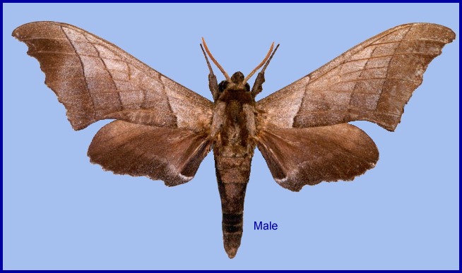 Male Polyptychus chinensis. Photo: &copy; NHMUK
