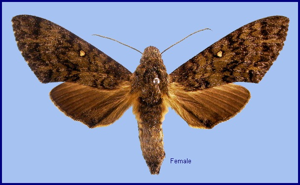 Female Pseudodolbina fo fo. Photo: &copy; NHMUK