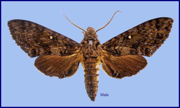 Male Pseudodolbina fo fo. Photo: &copy; NHMUK