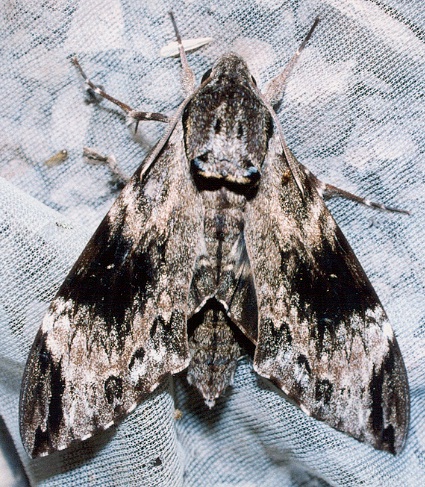 Adult Psilogramma increta (heavily marked), Thailand. Photo: &copy; Ian Kitching